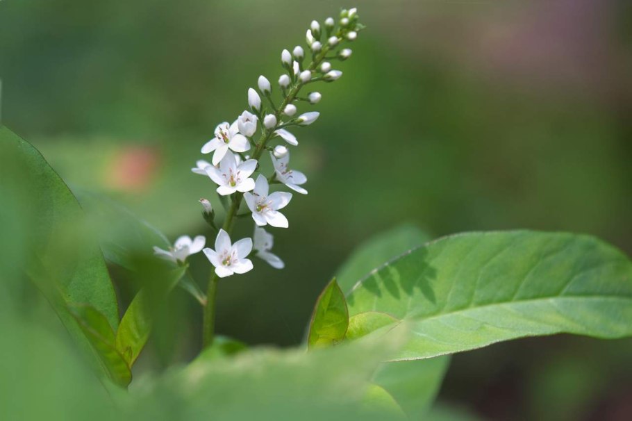 Вербейник ландышевый