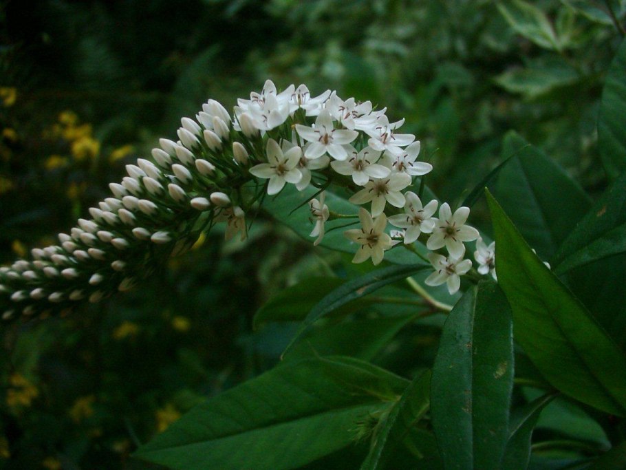Верденник кретровидный