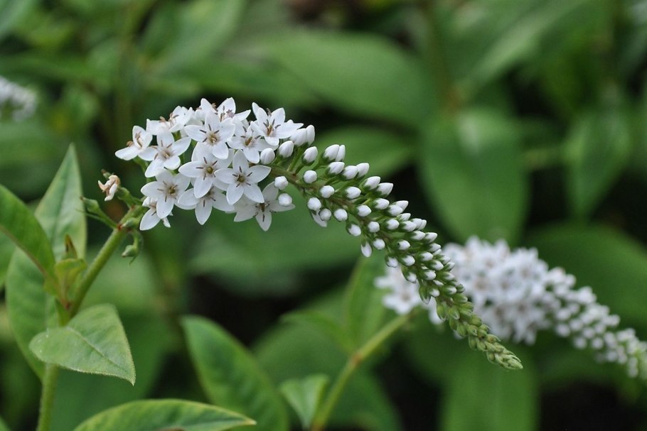 Lysimachia clethroides