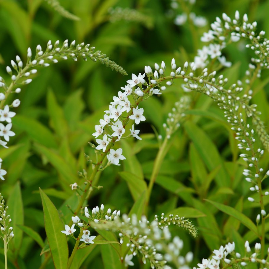 Лизимахия Lysimachia autumn Snow