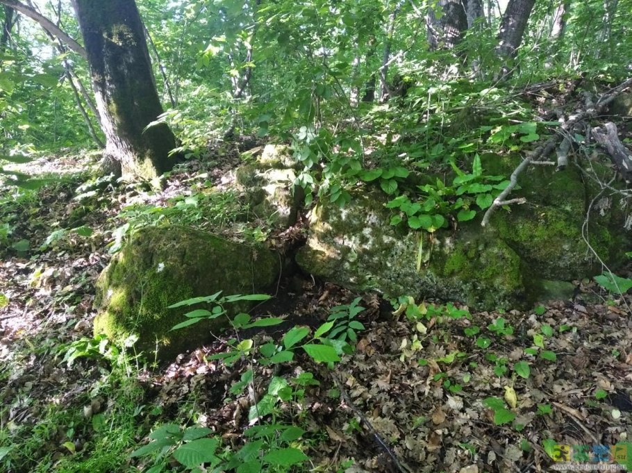 Ландыш Майский соцветие