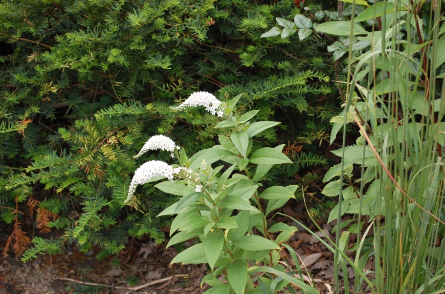 Вербейник ландышевый