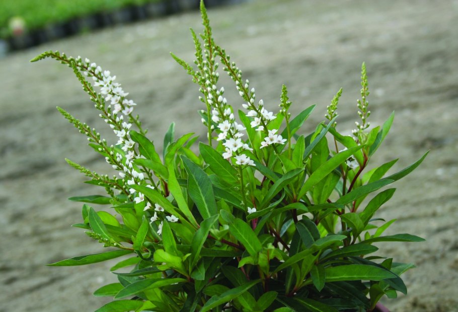 Вербейник ландышевидный