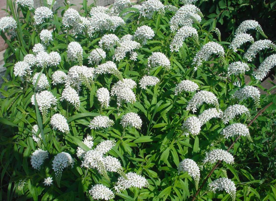 Вербейник ландышевый (клетровидный)