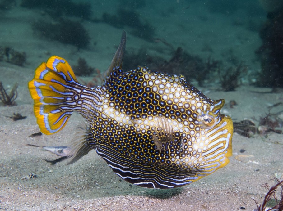 Аракана австралийский кузовок