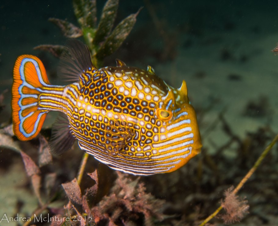 Ornate Boxfish