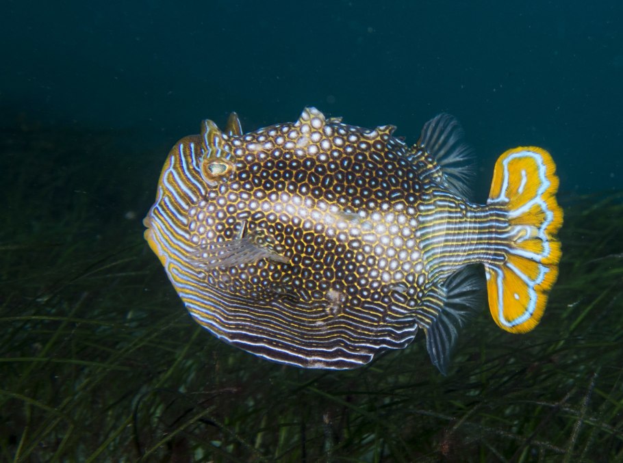 The ornate Boxfish (Aracana Ornata)