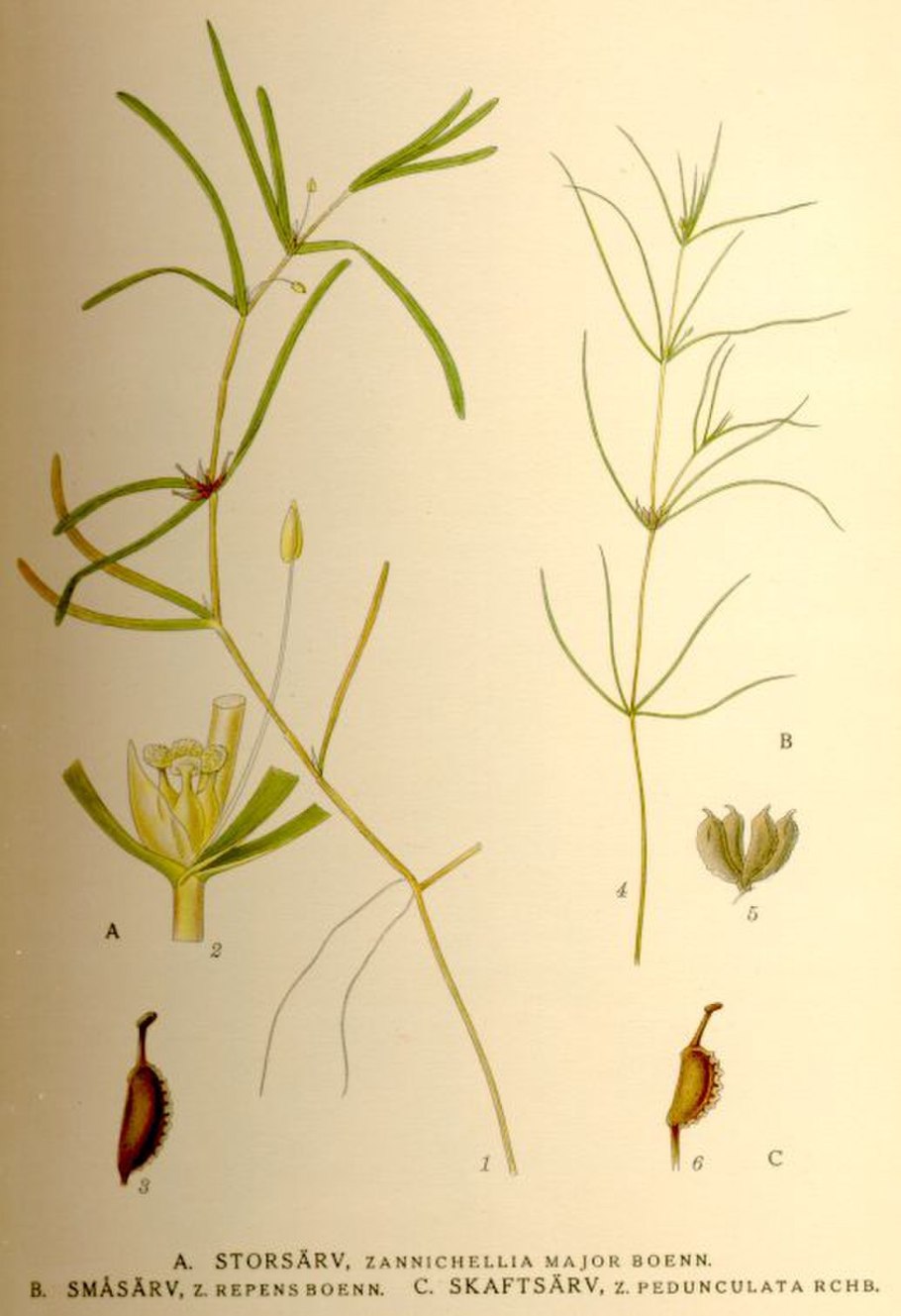 Заникеллия Болотная