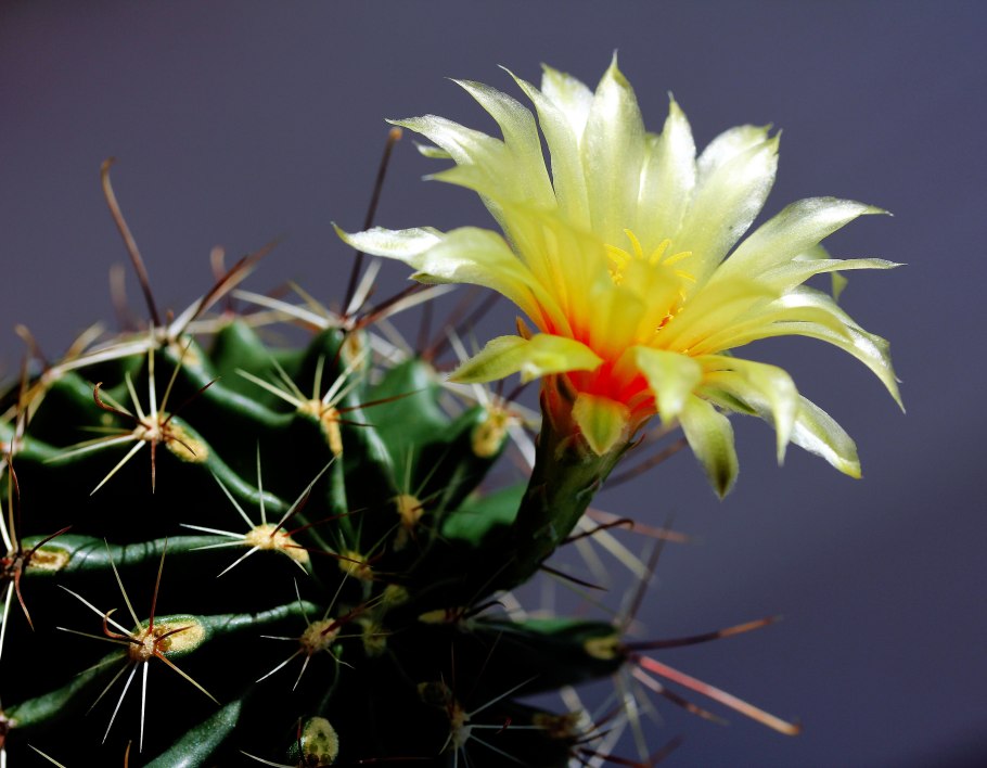 Glandulicactus uncinatus v.wrightii