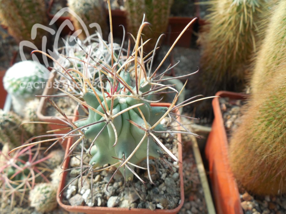 Ancistrocactus tobuschii