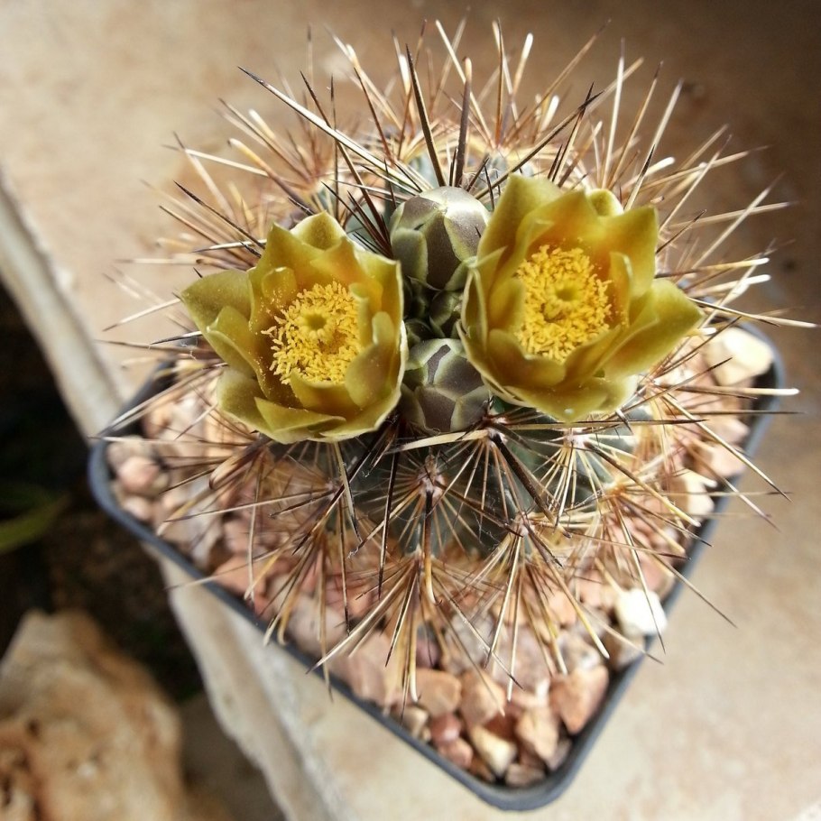 Ancistrocactus brevihamatus