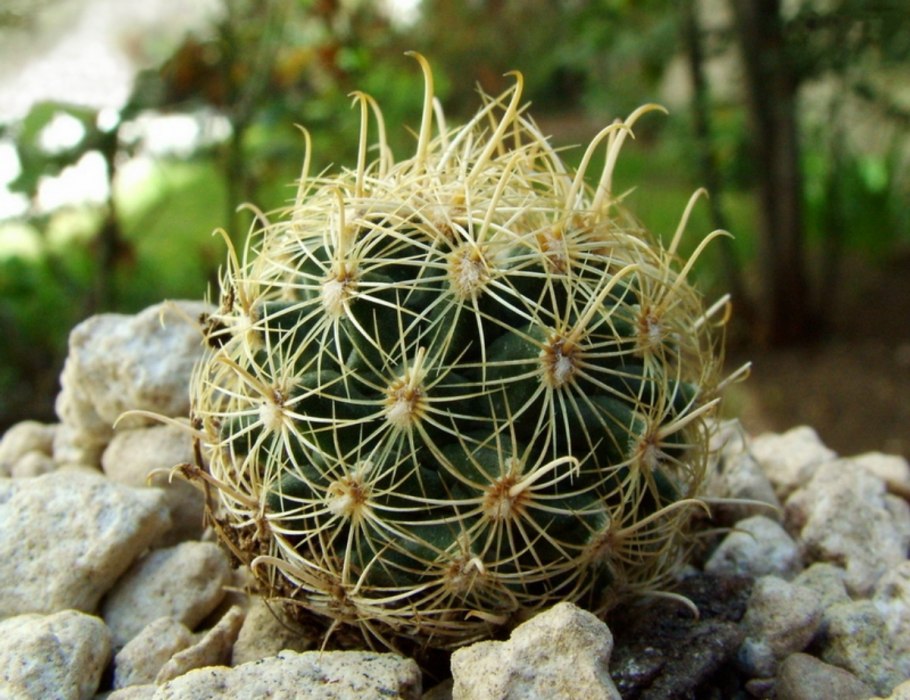 Ancistrocactus tobuschii