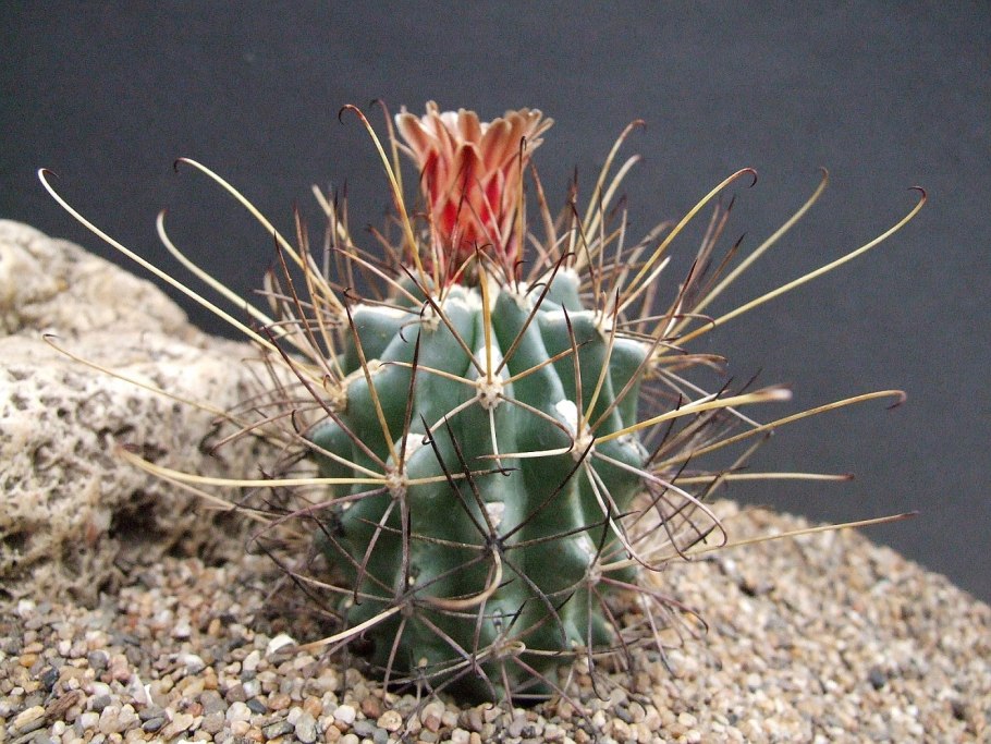 Sclerocactus spinosior