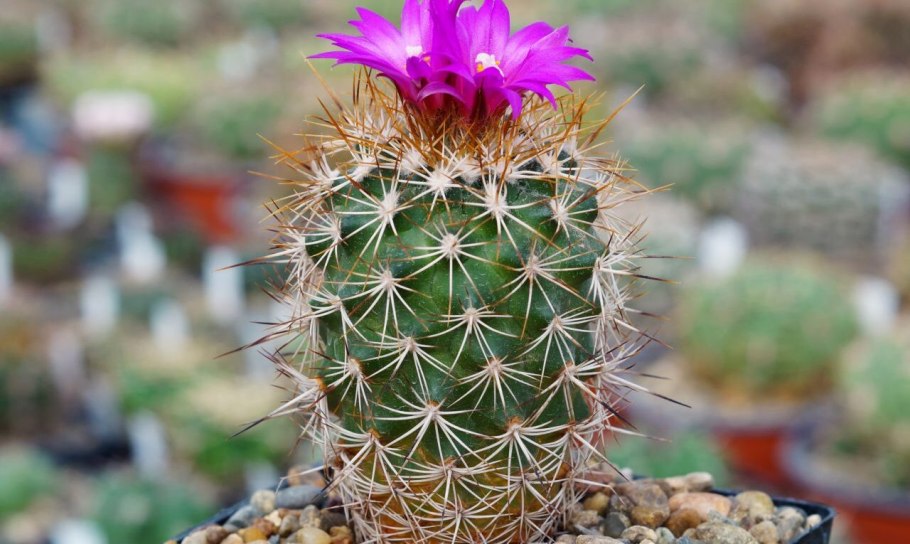 Coryphantha compacta Кактус
