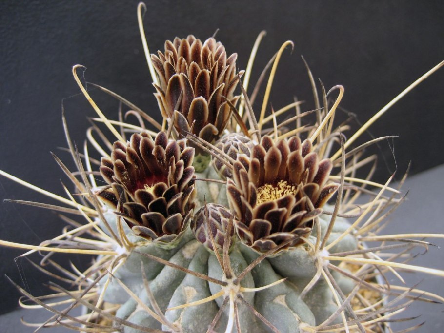 Glandulicactus mathssonii