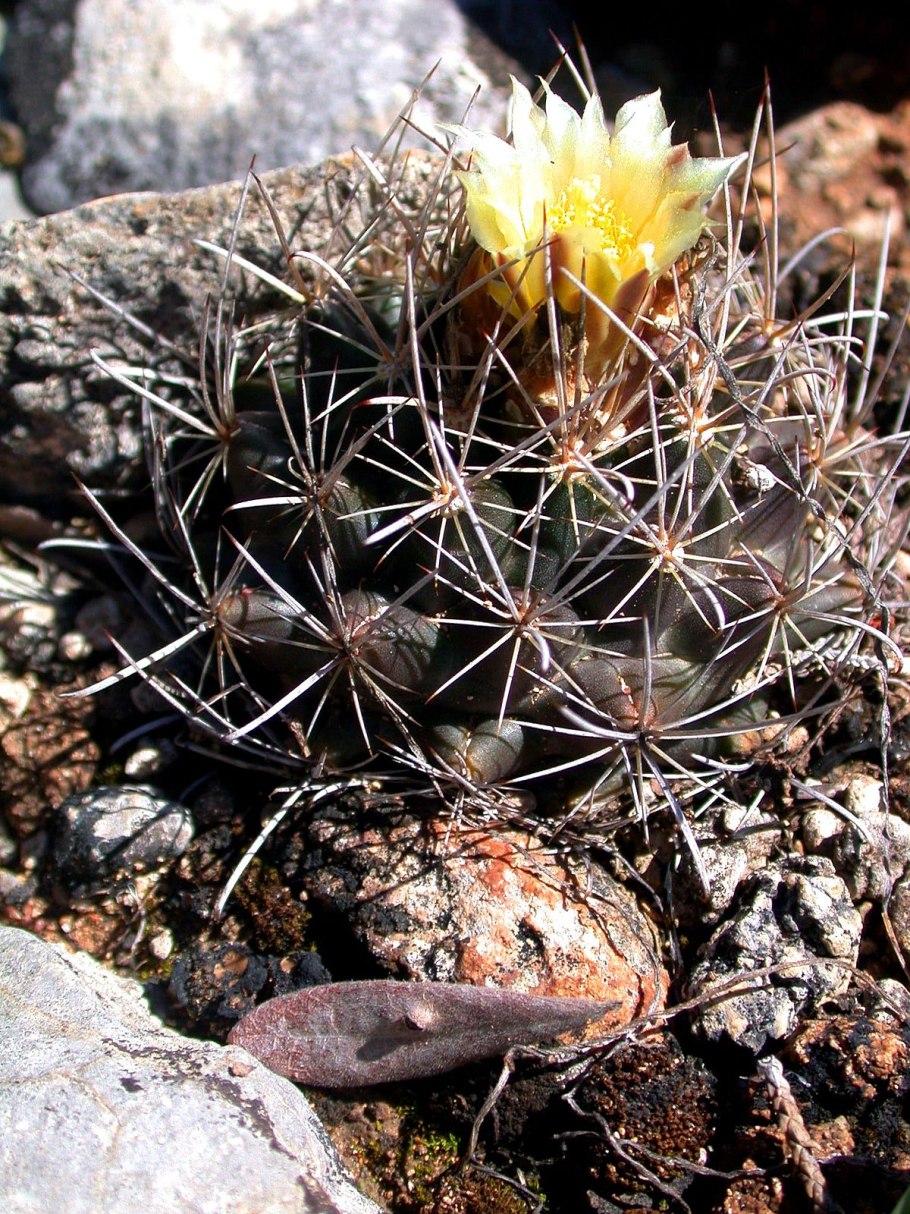 Ancistrocactus uncinatus
