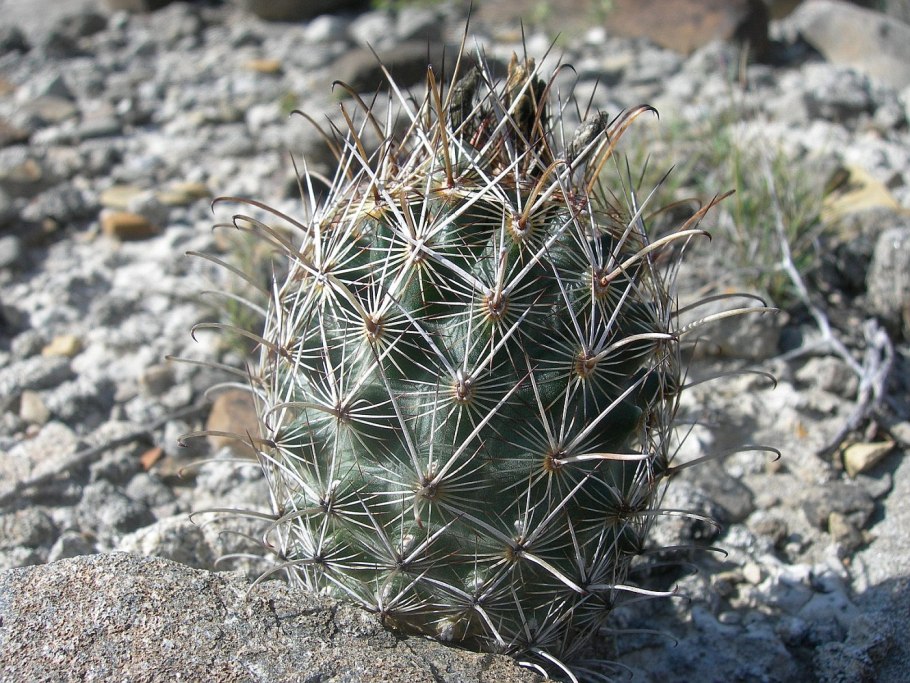Glandulicactus mathsonii sb13