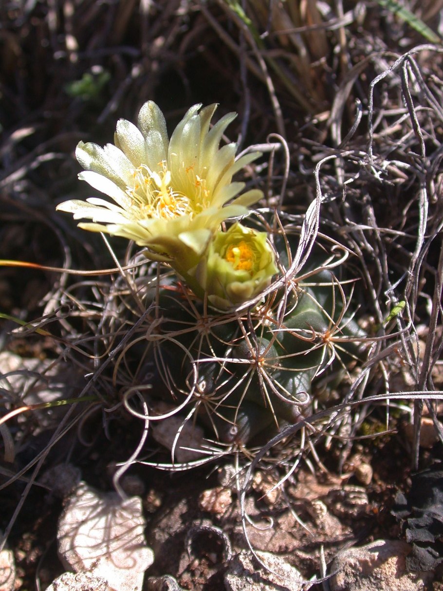 Glandulicactus mathssonii