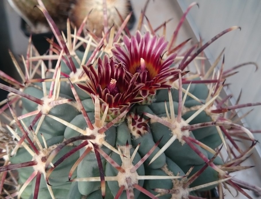Glandulicactus uncinatus v.wrightii sb341