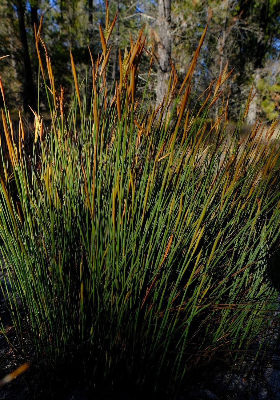 Перистощетинник сизый (Pennisetum glaucum)