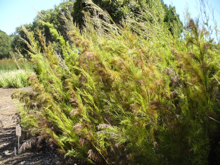 Eupatorium capillifolium