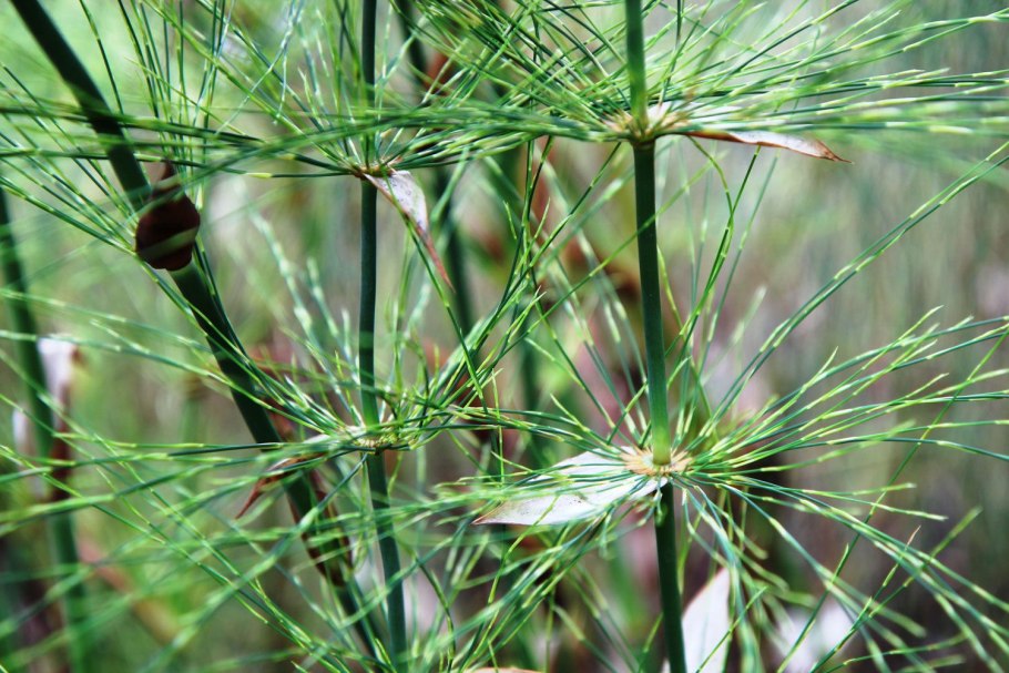 Плотная метелка из Колосков