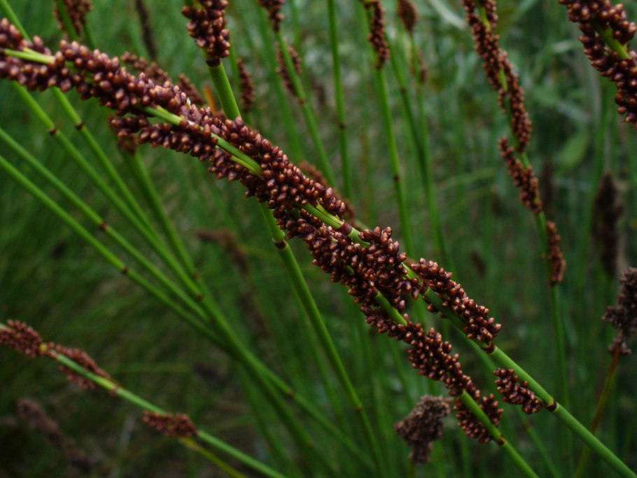 Ch&#111;ndropetalum tectorum