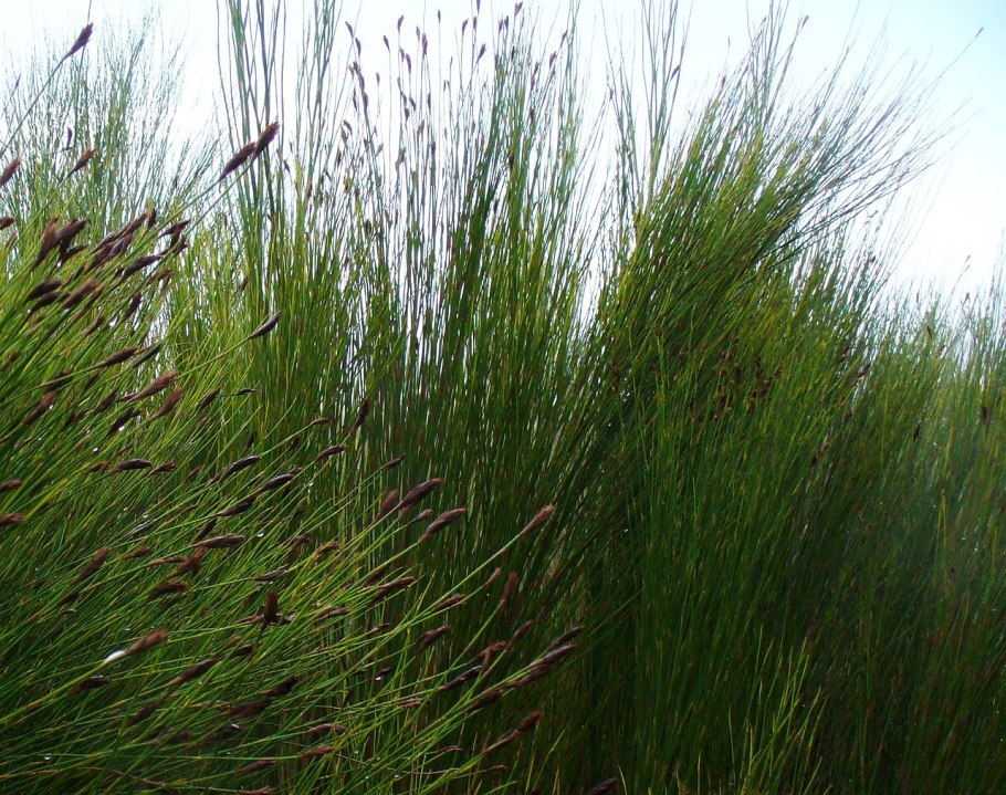 Ischyrolepis subverticillata