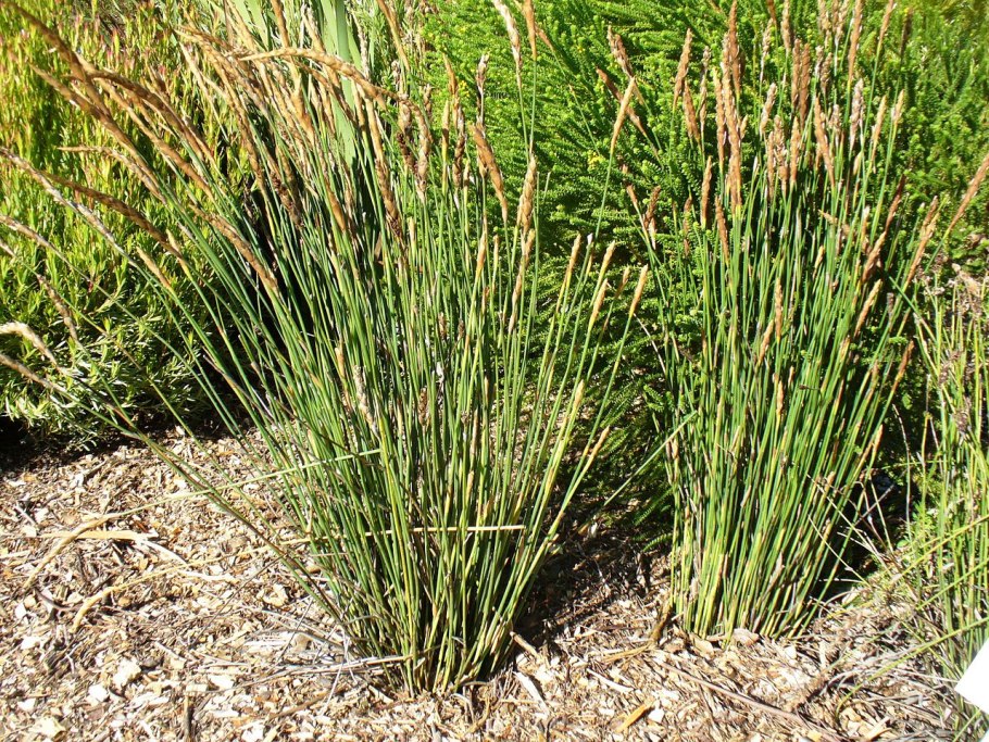 Elegia растение