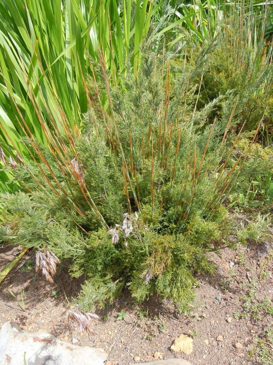 Elegia tectorum, Морозостойкость