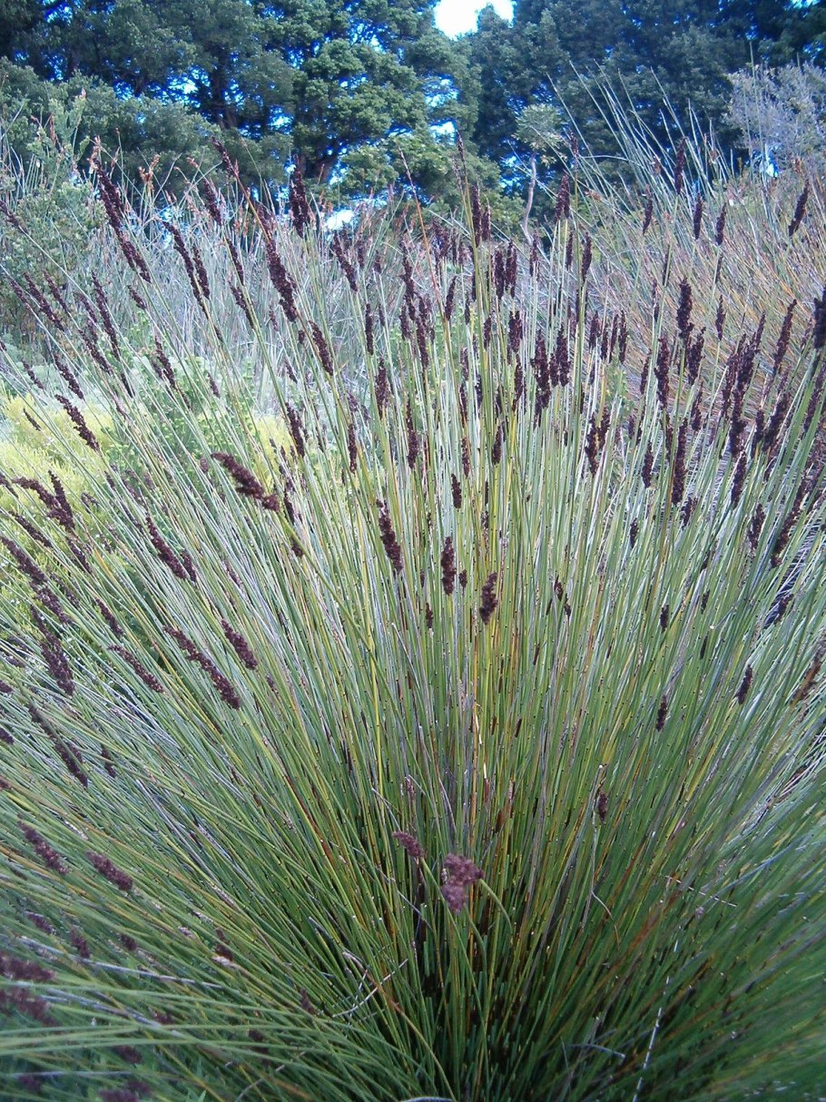 Panicum virgatum 'sangria' pbr