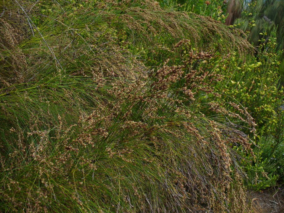 Ischyrolepis subverticillata