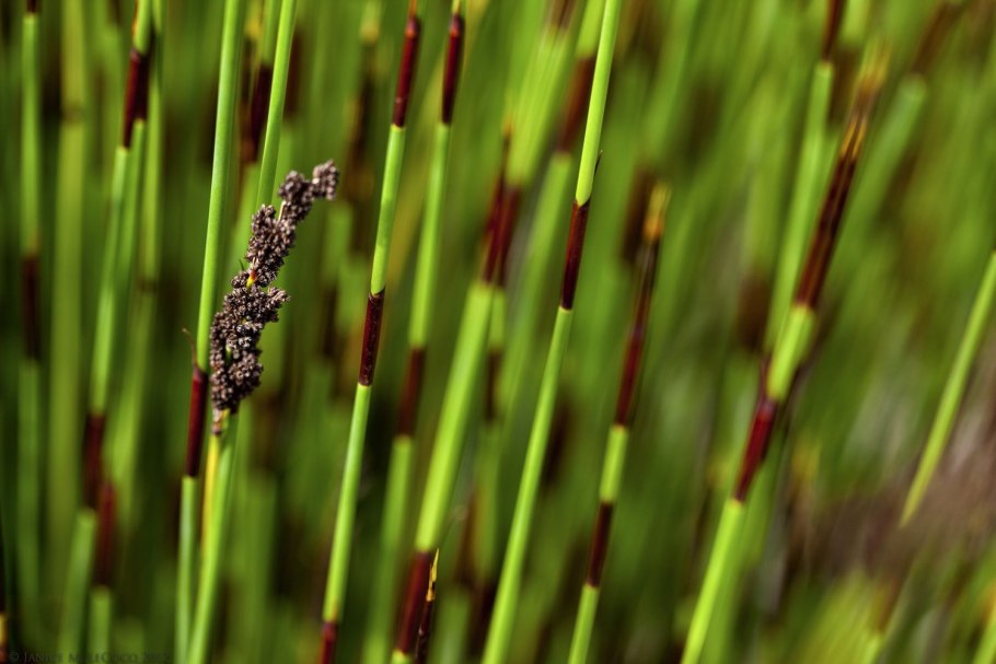 Канатчиковых (Restionaceae),