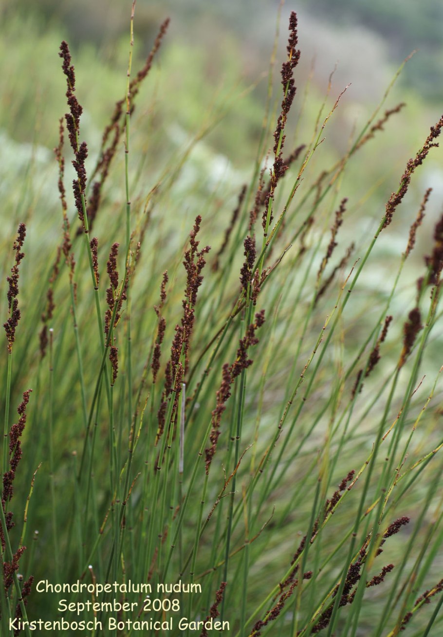 Канатчиковых (Restionaceae),