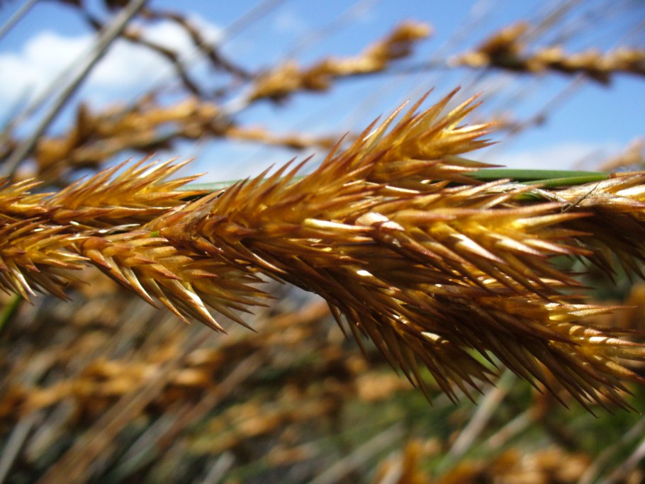 Ch&#111;ndropetalum tectorum