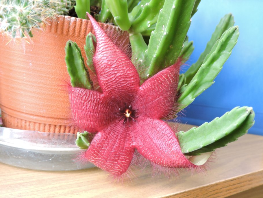 Стапелия цветок