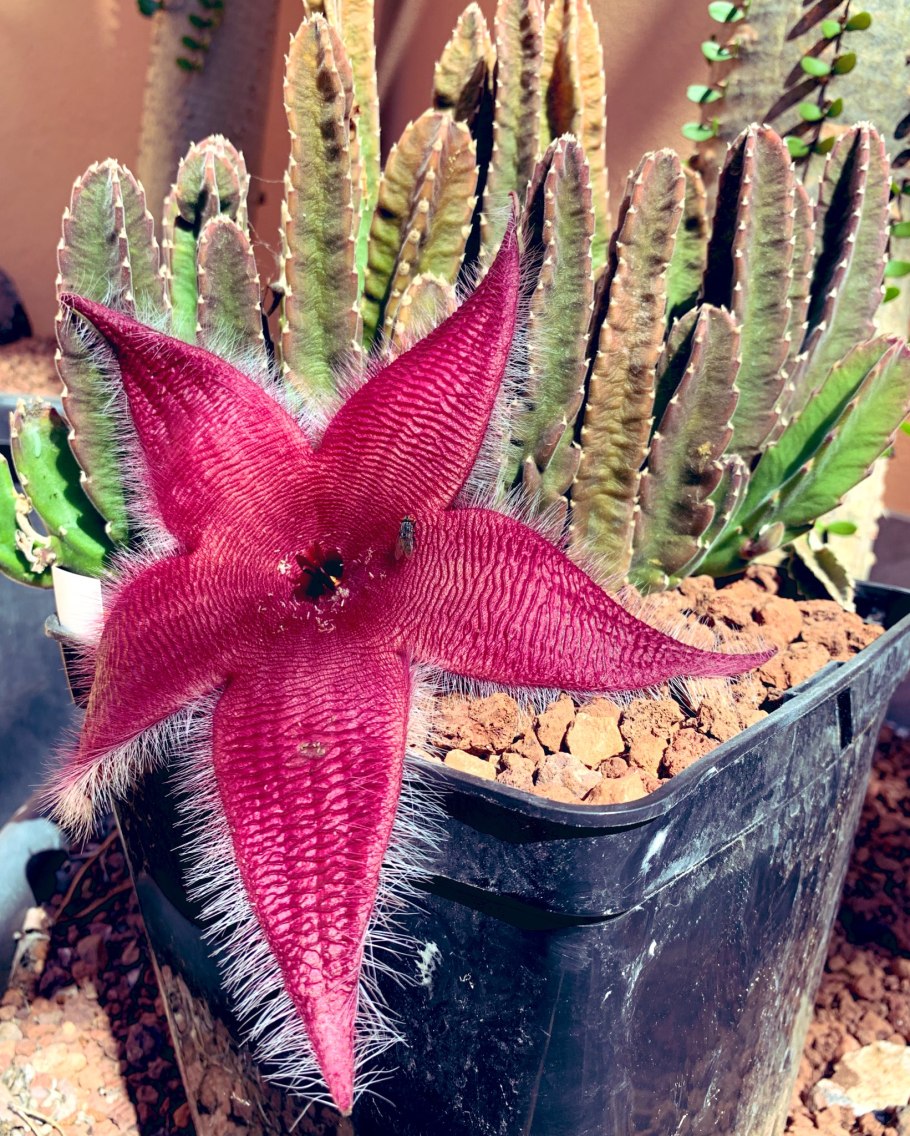 Стапелия грандифлора