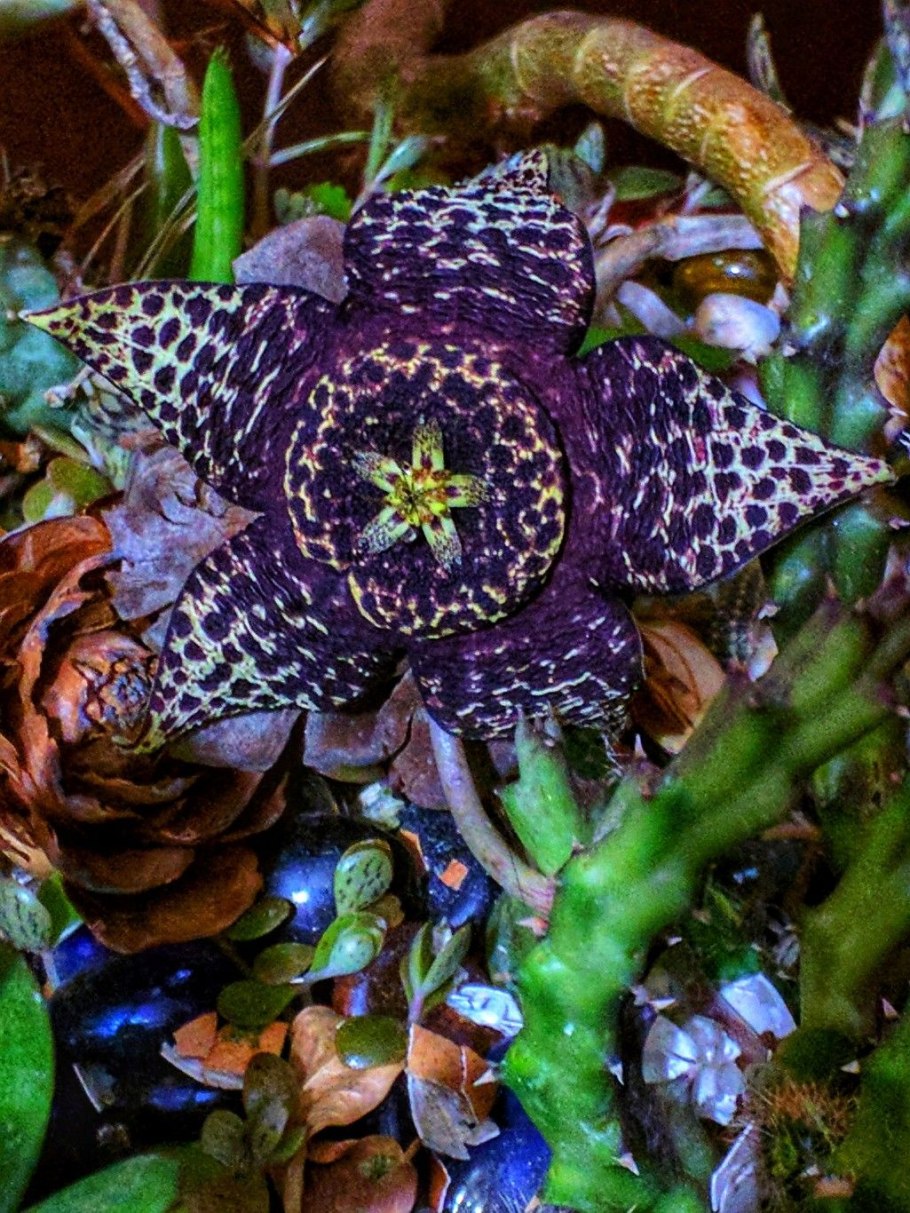 Стапелия (Stapelia)