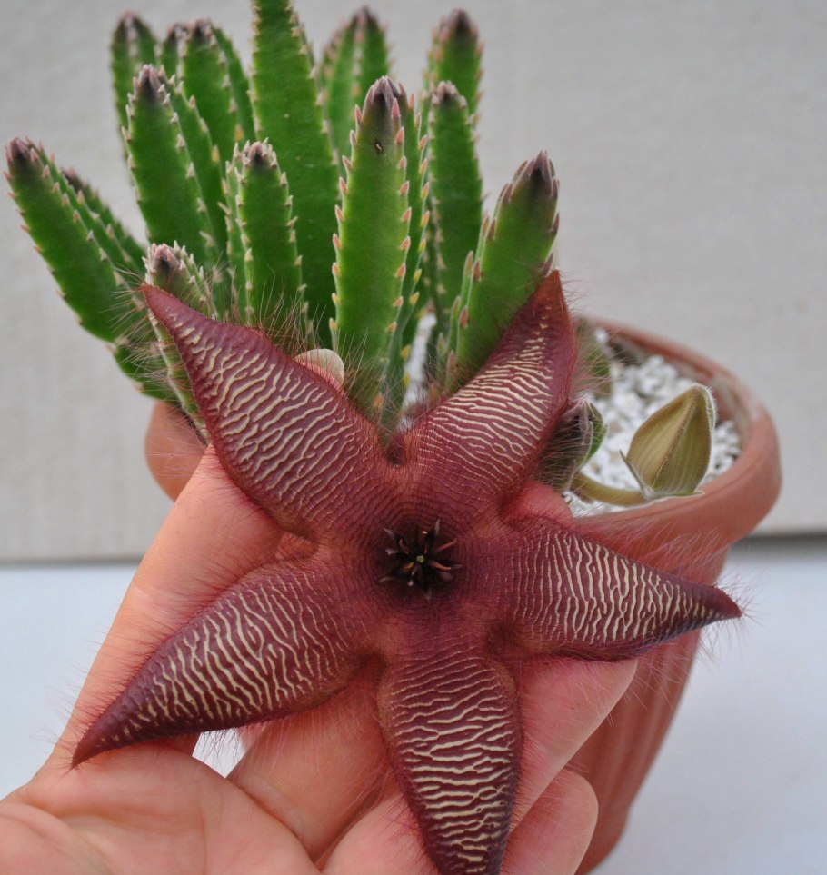 Стапелия железистоцветковая Stapelia glanduliflora