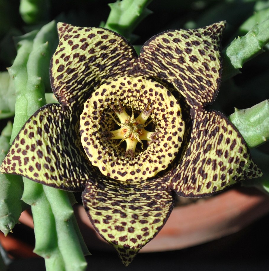 Орбея (стапелия) пёстрая