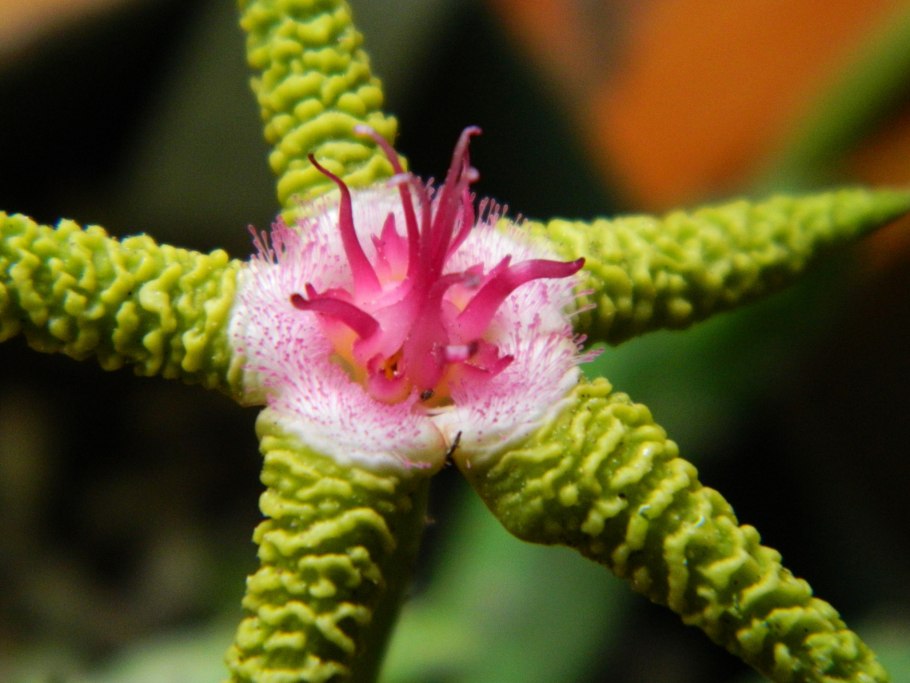 Стапелия растение