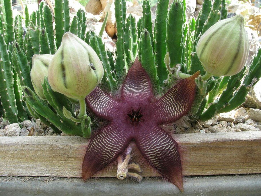 Stapelia asterias