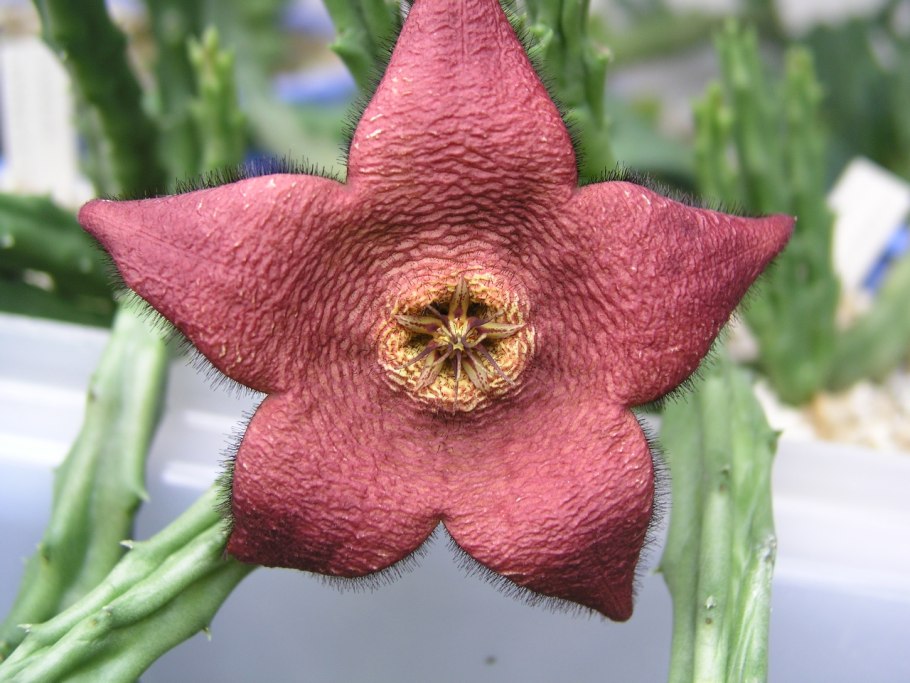 Стапелия орбея