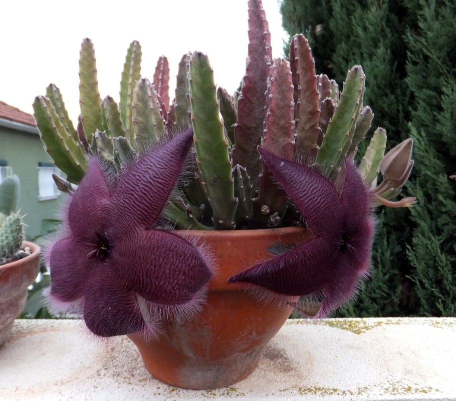 Stapelia asterias