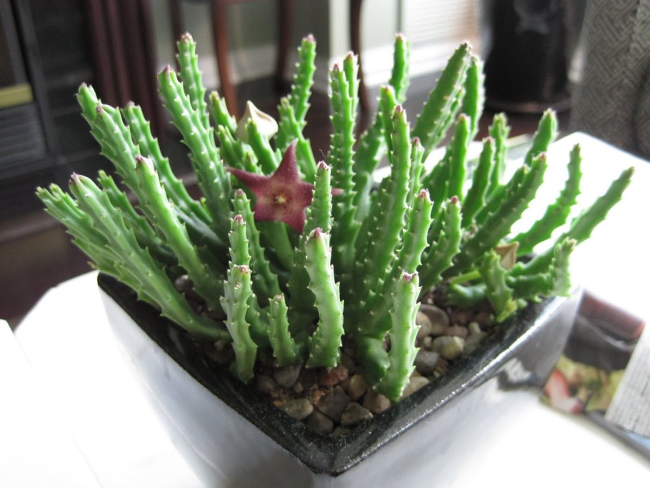 Суккулент стапелия