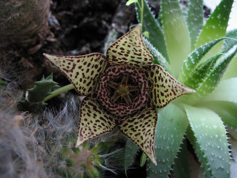 Stapelia flavopurpurea