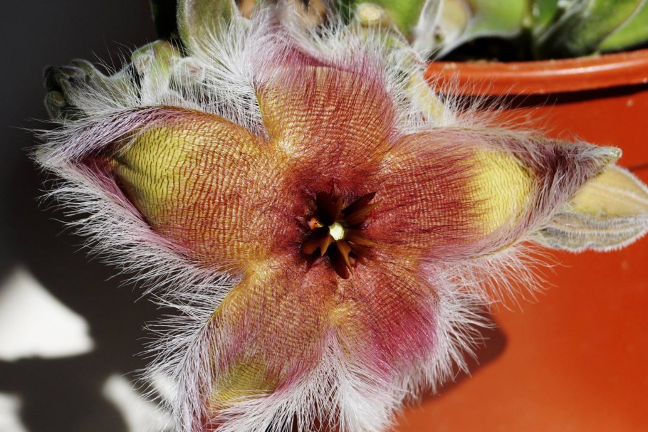 Стапелия десметиана