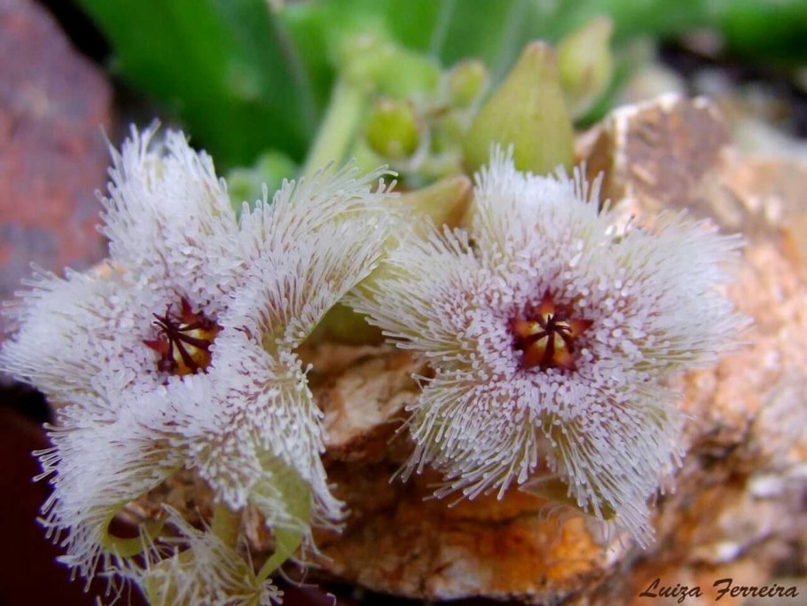 Стапелия железистоцветковая stapelia glanduliflora