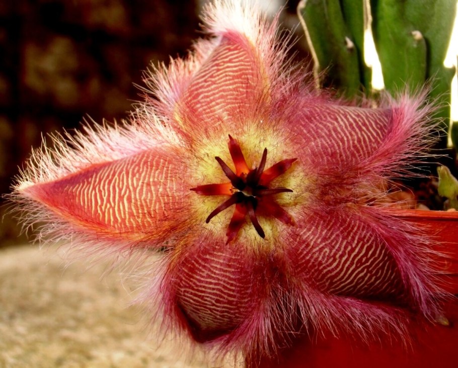 Стапелия железистоцветковая Stapelia