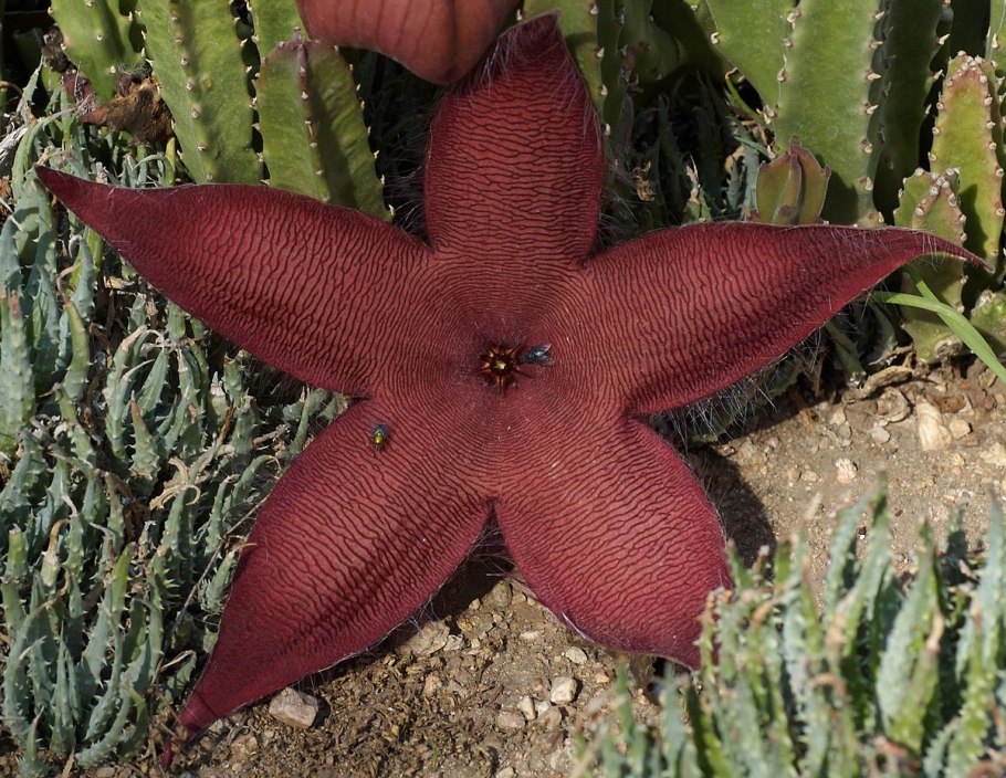 Стапелия растение